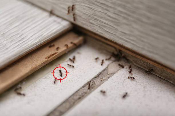Best Ant Control Services  in North Bennington, VT