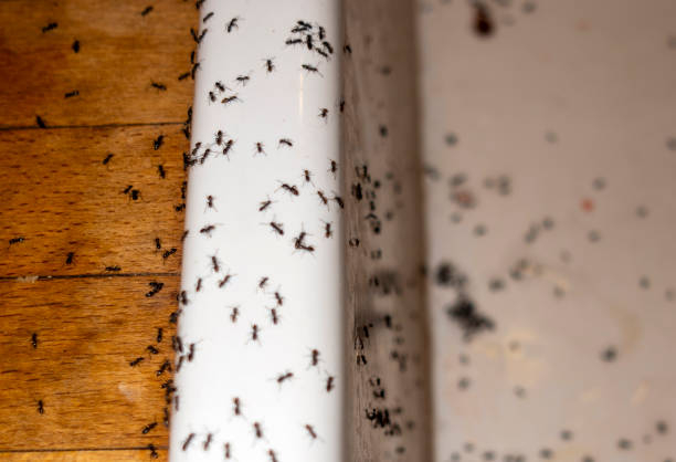 Best Best Pest Control Near Me  in North Bennington, VT
