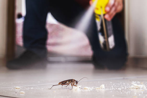 Reliable North Bennington, VT Pest Control Solutions